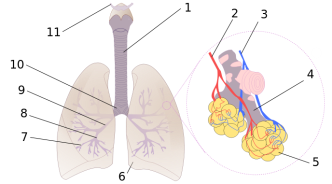 688px-Diagrama_de_los_pulmones.svg.png