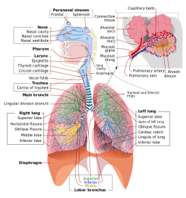 Respiratory_system_complete_en.svg (1).png